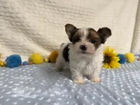 Carter , a male Yorkshire Terrier for sale in Brighton, MO – 5 of 10