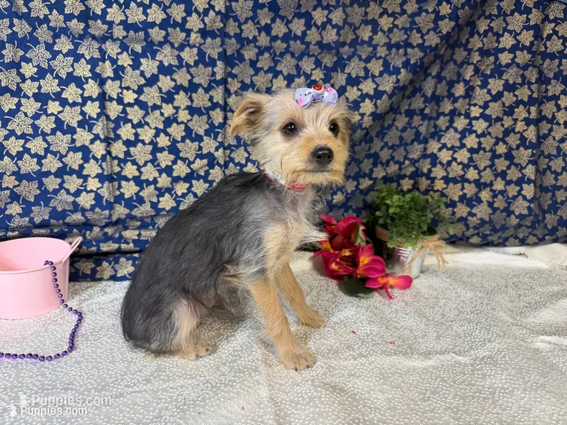 Honey – Yorkshire Terrier puppy for sale in Brighton, MO