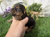 Simone, a female Yorkshire Terrier for sale in Brighton, MO – 7 of 7