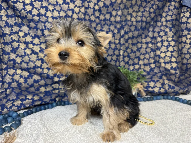Levi neutered  – Yorkshire Terrier puppy for sale in Brighton, MO