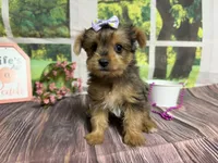 Heidi, a female Yorkshire Terrier for sale in Brighton, MO – 2 of 6