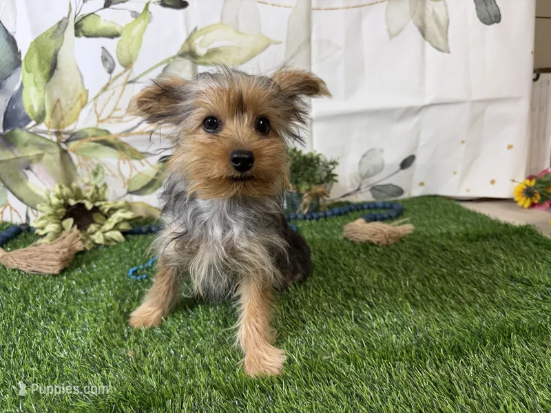 Sawyer – Yorkshire Terrier puppy for sale in Brighton, MO