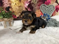 Brent, a male Yorkshire Terrier for sale in Brighton, MO – 9 of 9