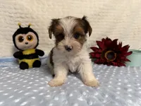 Sylvester , a male Yorkshire Terrier for sale in Brighton, MO – 8 of 9