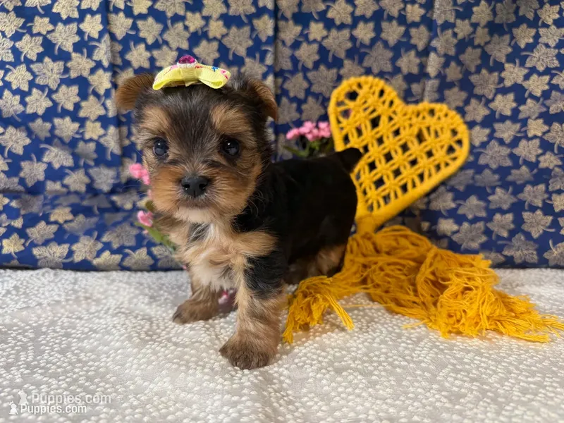 Nadia – Yorkshire Terrier puppy for sale in Brighton, MO