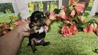Candice , a female Yorkshire Terrier for sale in Brighton, MO – 5 of 5