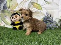 Reed, a male Yorkshire Terrier for sale in Brighton, MO – 3 of 7