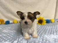 Carter , a male Yorkshire Terrier for sale in Brighton, MO – 2 of 10