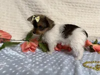 Hazel , a female Yorkshire Terrier for sale in Brighton, MO – 10 of 10