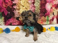 Cody, a male Yorkshire Terrier for sale in Brighton, MO – 7 of 9