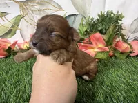 Stella, a female Yorkshire Terrier for sale in Brighton, MO – 3 of 6