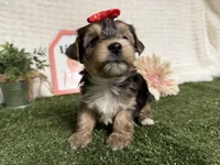 Rain, a male Yorkshire Terrier for sale in Brighton, MO – 6 of 10