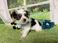 Seth, a male Yorkshire Terrier for sale in Brighton, MO – 3 of 8