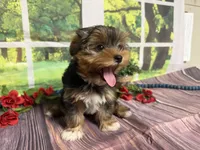 Brent, a male Yorkshire Terrier for sale in Brighton, MO – 2 of 7