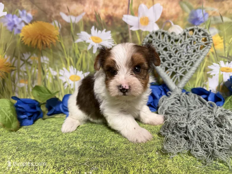 Carter  – Yorkshire Terrier puppy for sale in Brighton, MO