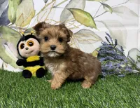 Reed, a male Yorkshire Terrier for sale in Brighton, MO – 4 of 7