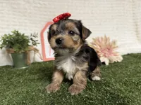 Rain, a male Yorkshire Terrier for sale in Brighton, MO – 5 of 10