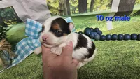 Sylvester , a male Yorkshire Terrier for sale in Brighton, MO – 4 of 9