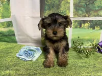 Sawyer, a male Yorkshire Terrier for sale in Brighton, MO – 3 of 6
