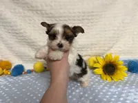 Carter , a male Yorkshire Terrier for sale in Brighton, MO – 6 of 10