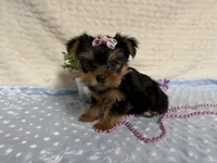 Clara, a female Yorkshire Terrier for sale in Brighton, MO – 9 of 9