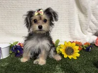 Tickles , a female Morkie for sale in Brighton, MO – 7 of 8