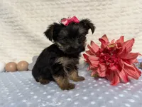 Candice , a female Yorkshire Terrier for sale in Brighton, MO – 4 of 7