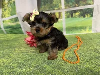 Shellu, a female Yorkshire Terrier for sale in Brighton, MO – 8 of 9