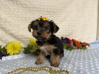 Ceci, a female Yorkshire Terrier for sale in Brighton, MO – 4 of 10