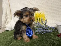 Baxter , a male Yorkshire Terrier for sale in Brighton, MO – 5 of 7