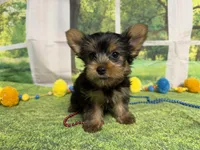 Stephen , a male Yorkshire Terrier for sale in Brighton, MO – 7 of 9