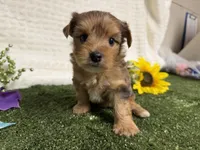 Roman, a male Yorkshire Terrier for sale in Brighton, MO – 4 of 10