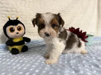 Sylvester , a male Yorkshire Terrier for sale in Brighton, MO – 3 of 9