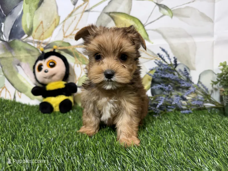 Reed – Yorkshire Terrier puppy for sale in Brighton, MO