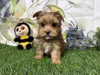 Reed, a male Yorkshire Terrier for sale in Brighton, MO – 1 of 7