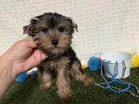 Smudge, a male Yorkshire Terrier for sale in Brighton, MO – 6 of 6