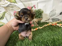 Nadia, a female Yorkshire Terrier for sale in Brighton, MO – 2 of 7