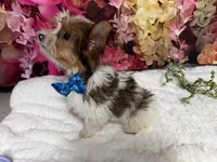 Carter , a male Yorkshire Terrier for sale in Brighton, MO – 4 of 10