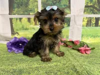 Savanna , a male Yorkshire Terrier for sale in Brighton, MO – 8 of 9