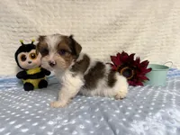 Sylvester , a male Yorkshire Terrier for sale in Brighton, MO – 4 of 9
