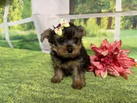 Shellu, a female Yorkshire Terrier for sale in Brighton, MO – 3 of 9
