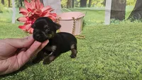 Clara, a female Yorkshire Terrier for sale in Brighton, MO – 2 of 6