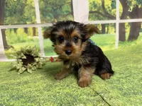 Shilo, a male Yorkshire Terrier for sale in Brighton, MO – 7 of 7