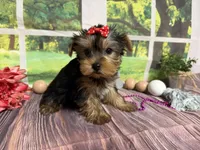 Lillian, a female Yorkshire Terrier for sale in Brighton, MO – 2 of 5