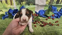 Carter , a male Yorkshire Terrier for sale in Brighton, MO – 3 of 9