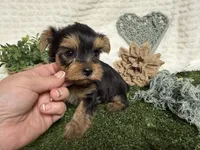 Levi, a female Yorkshire Terrier for sale in Brighton, MO – 5 of 7