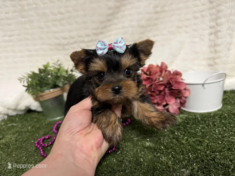 Lillian – Yorkshire Terrier puppy for sale in Brighton, MO