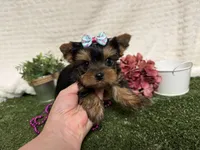 Lillian, a female Yorkshire Terrier for sale in Brighton, MO – 1 of 6