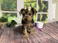 Honey, a female Yorkshire Terrier for sale in Brighton, MO – 3 of 7