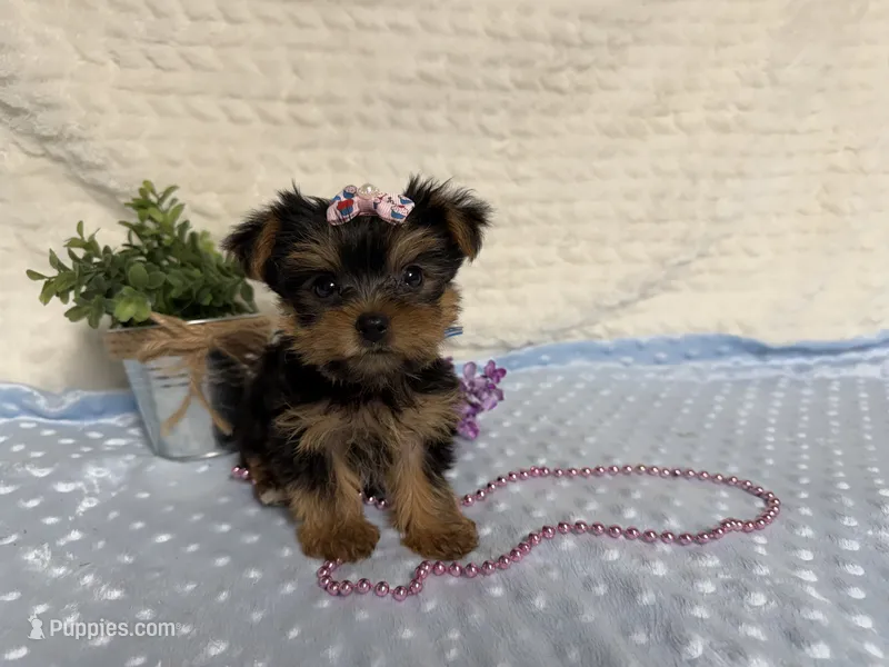 Clara – Yorkshire Terrier puppy for sale in Brighton, MO
